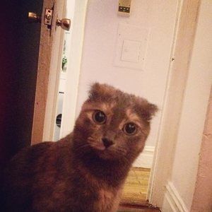 Meet your Posher, Jean